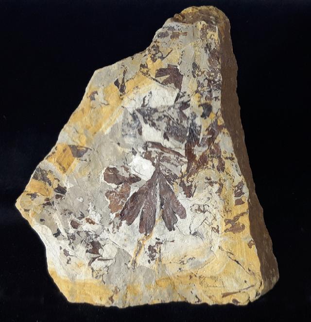 Ginkgo huttoni (STERNBERG in HEER 1876) - Bild &copy; FossNet FossilienStore